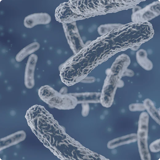 Lactobacillus plantarum