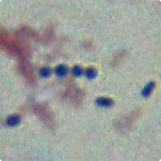 Streptococcus thermophilus